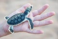 Flatback Sea Turtle: Carapace Pattern Royalty Free Stock Photo