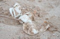 Flatback Sea Turtle Eggs on Dune Royalty Free Stock Photo