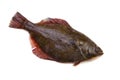 Flatfish