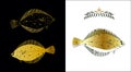 Flatfish Royalty Free Stock Photo