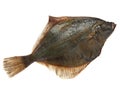 Flatfish Royalty Free Stock Photo