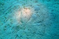 A flatfish flounder