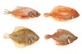 Flatfish group
