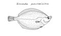 Flatfish. Hand drawn black ink realistic illustration.