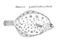 Flatfish. Hand drawn black pen realistic illustration.