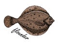 Flatfish. Ink sketch of flounder. Hand drawn vector illustration isolated on white background. Retro color sketch style.