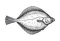 Ink sketch of flounder. Royalty Free Stock Photo