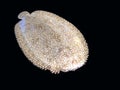 Flatfish Royalty Free Stock Photo