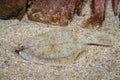 Flatfish - Pleuronectidae. Flat fish laying under the sand on the sea bottom, camouflage on the ocean floor