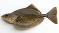 flatfish from the Pleuronectiformes order is presented with its distinct flattened body and patterned skin against a Royalty Free Stock Photo