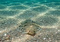 A flatfish, possibly a flounder (suborder Royalty Free Stock Photo