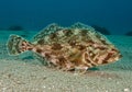 Flatfish resting on sandy ocean floor, likely a member of the Pleuronectiformes order. Its body is Royalty Free Stock Photo