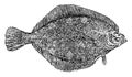 Flatfish, vintage illustration