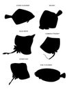 Flatfishes and rays. Vector drawing silhouettes set.