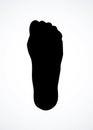 Bones of the foot. Vector drawing Royalty Free Stock Photo