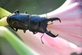 Flathead big stag beetles (endemic)