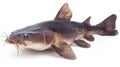 Flathead Catfish known for its distinctive flat head and robust body is displayed against a clean white backdrop Royalty Free Stock Photo