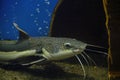 Flathead catfish lies sand at bottom aquarium with blue background.