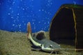 Flathead catfish lies sand at bottom aquarium with blue background.