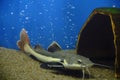 Flathead catfish lies sand at bottom aquarium with blue background.