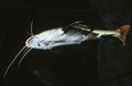 FLATHEAD CATFISH pylodictis olivaris, ADULT, UNDERSIDE VIEW