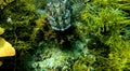 Flathead Flat Face (Great Southern Reef) Royalty Free Stock Photo