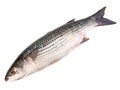 Flathead Grey Mullet - Fish Royalty Free Stock Photo