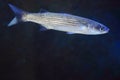 Flathead grey mullet