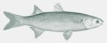 Flathead grey mullet, an important food fish in side view