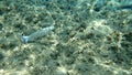 Flathead grey mullet, Mugil cephalus. Royalty Free Stock Photo