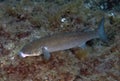 A Flathead Grey Mullet Mugil cephalus in the Mediterranean Sea Royalty Free Stock Photo