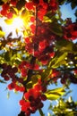 Flathead Lake Pie Cherries Royalty Free Stock Photo