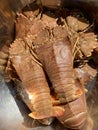 Flathead lobster, thenus orientalis, oriental flathead lobster, theninae Royalty Free Stock Photo