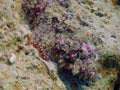 A Flathead Scorpionfish Scorpaenopsis oxycephalus in the Red Sea