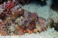 A Flathead Scorpionfish Scorpaenopsis oxycephalus in the Red Sea