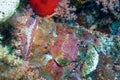 A Flathead Scorpionfish Scorpaenopsis oxycephalus in the Red Sea