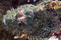 A Flathead Scorpionfish Scorpaenopsis oxycephalus in the Red Sea