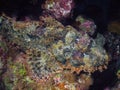 A Flathead Scorpionfish Scorpaenopsis oxycephalus in the Red Sea