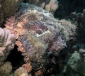 A Flathead Scorpionfish Scorpaenopsis oxycephalus in the Red Sea