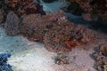 A Flathead Scorpionfish Scorpaenopsis oxycephalus in the Red Sea