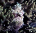A Flathead Scorpionfish Scorpaenopsis oxycephalus in the Red Sea