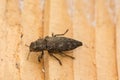 Flatheaded Hardwood Borer Beetle Royalty Free Stock Photo