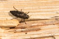 Flatheaded Hardwood Borer Beetle