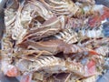 Flatheaded lobster Royalty Free Stock Photo