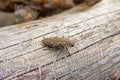 Flatheaded pine borer, chalcophora marina, on old gray wooden surface. Close up. Horizontal view Royalty Free Stock Photo