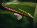 Flatid planthopper, Flatormenis proxima, snow moth, wereng kapas, this insect is easily found on tree trunks. Royalty Free Stock Photo