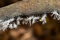 Flatida rosea, the flower-spike bug, Madagascar wildlife