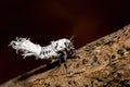 Flatida rosea, the flower-spike bug, Madagascar wildlife