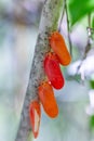 Flatida rosea, Phromnia rosea, the flower-spike bug, Madagascar wildlife