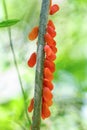 Flatida rosea, Phromnia rosea, the flower-spike bug, Madagascar wildlife